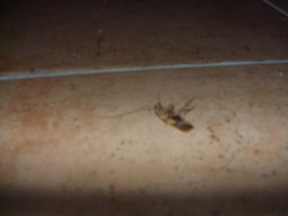 Zimmer  Greenwood Kemer Resort