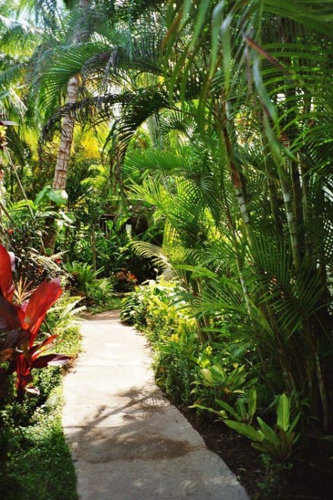 Garten, Weg von Zimmer zu Haupthaus Casa Phönix Annex Isla Verde