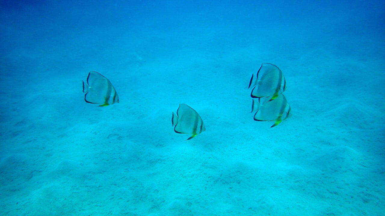 Fledermausfische Lahami Bay Beach Resort