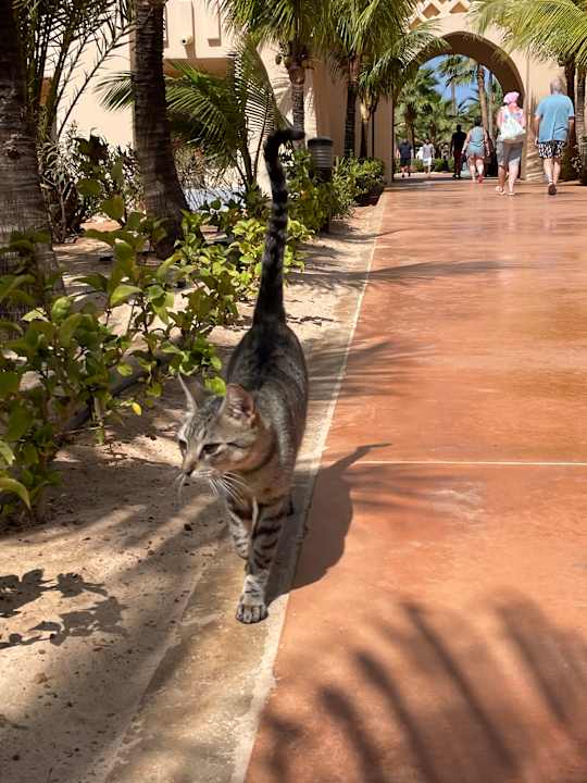 Gartenanlage Hotel Riu Touareg