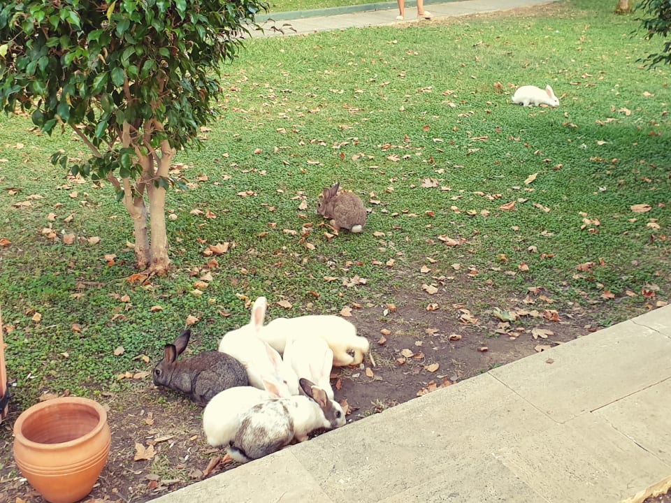 Gartenanlage Labranda Alantur Resort