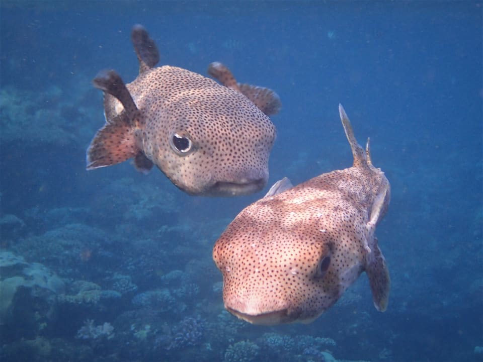 Sport & Freizeit Lahami Bay Beach Resort