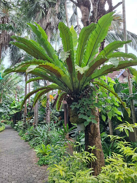 Gartenanlage Laluna Hotel & Resort