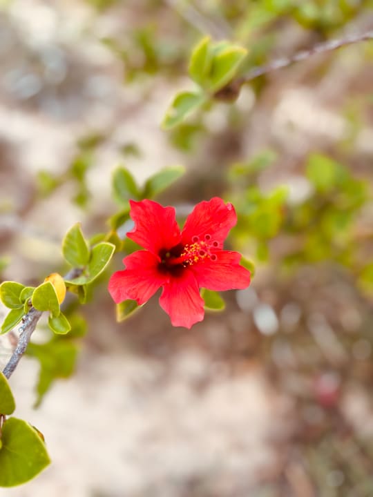 Gartenanlage Iliade Aqua Park Djerba