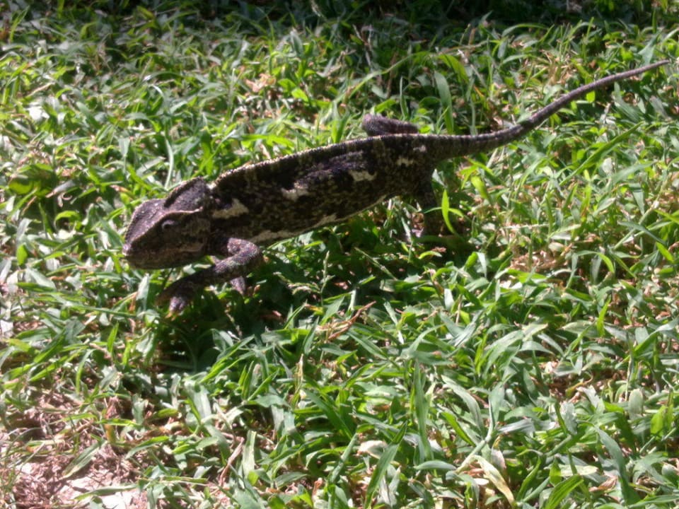 Een kameleon? Hotel Royal Garden Beach