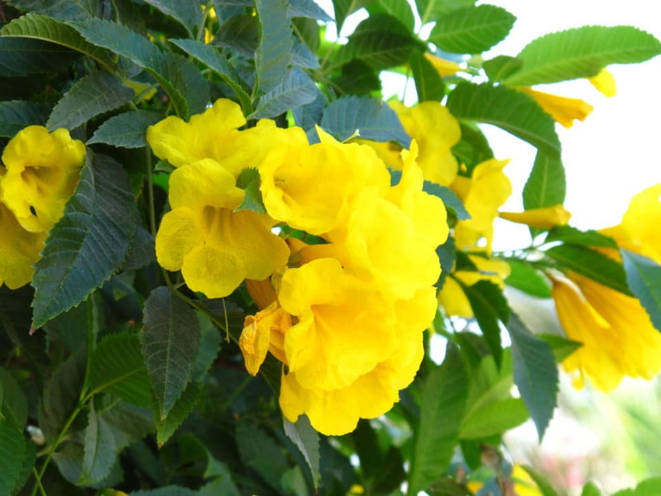 Saraya Dezember 2010 Jaz Makadi Saraya Resort