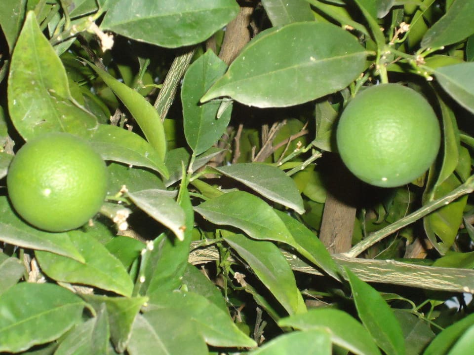 Limonki TUI KIDS CLUB Alex Beach