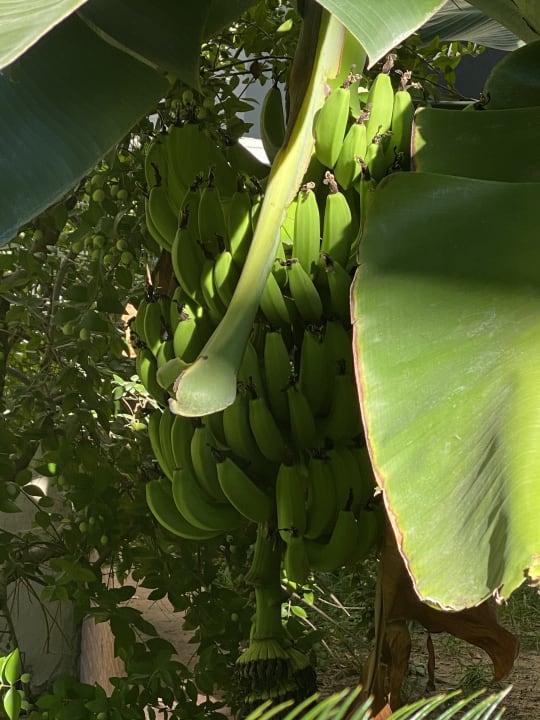 Gartenanlage Hotel Sirma