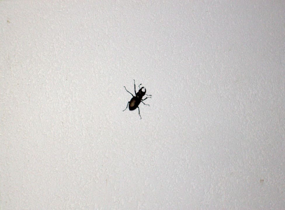 Käfer Duni Royal Pelican Resort