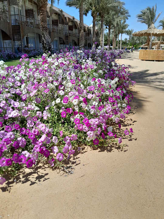Strand Desert Rose