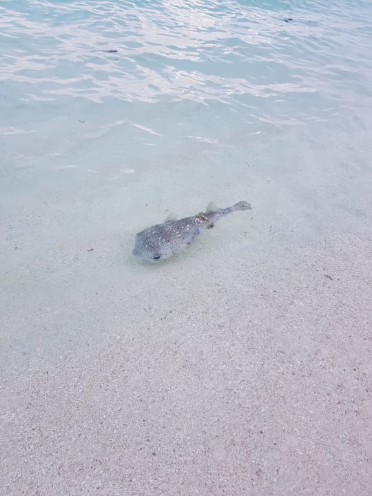 Strand Summer Island Maldives