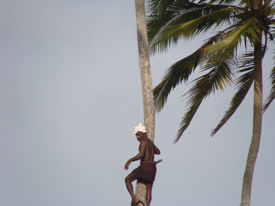Gartenanlage Royal Palms Beach Hotel