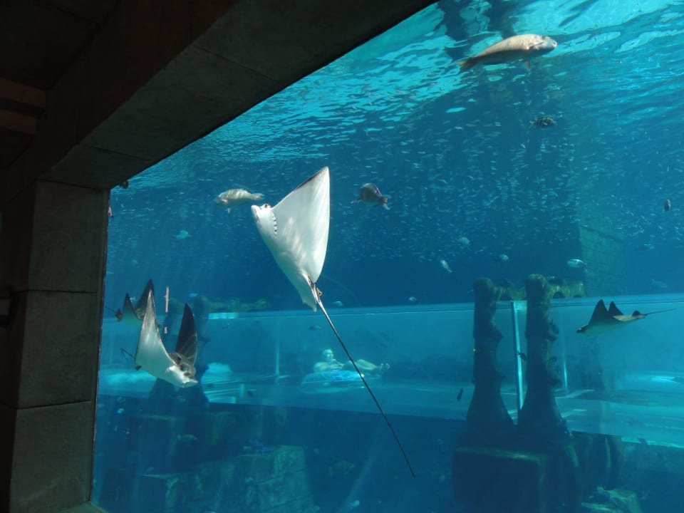 Aquapark Atlantis, The Palm