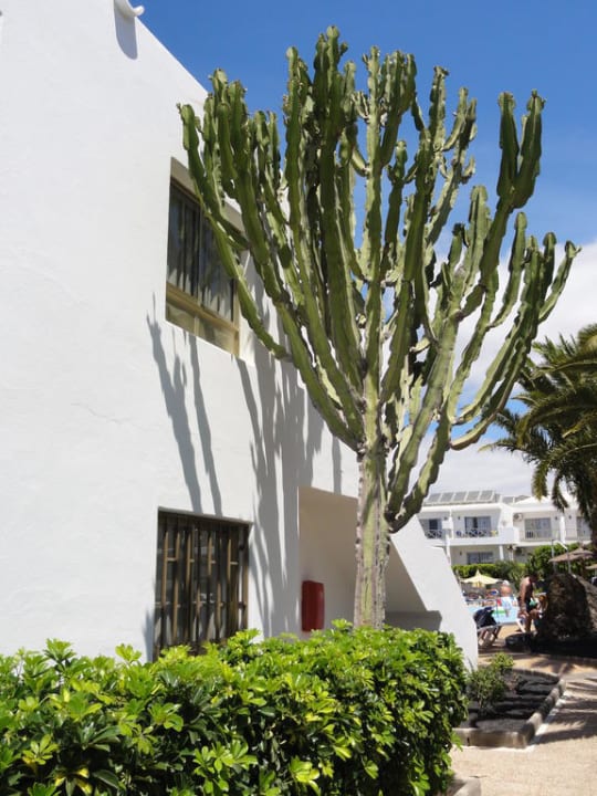 Riesige Kakteen! Schön anzusehen Hotel Floresta