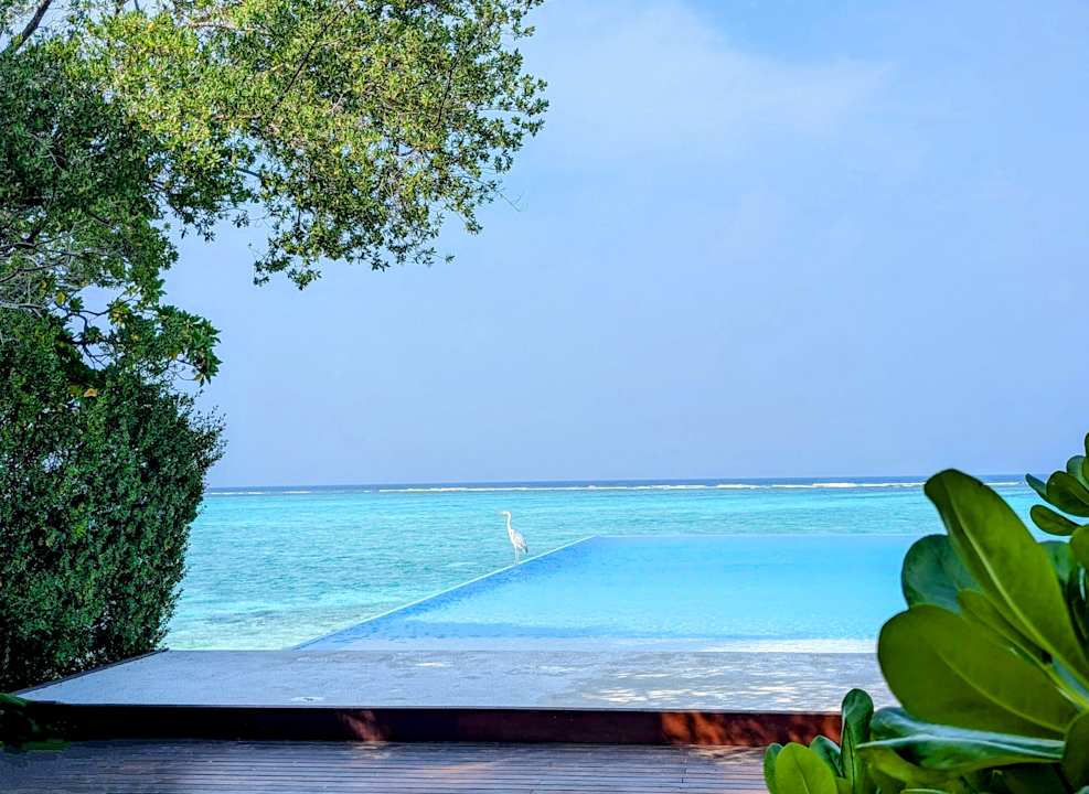 Pool Summer Island Maldives