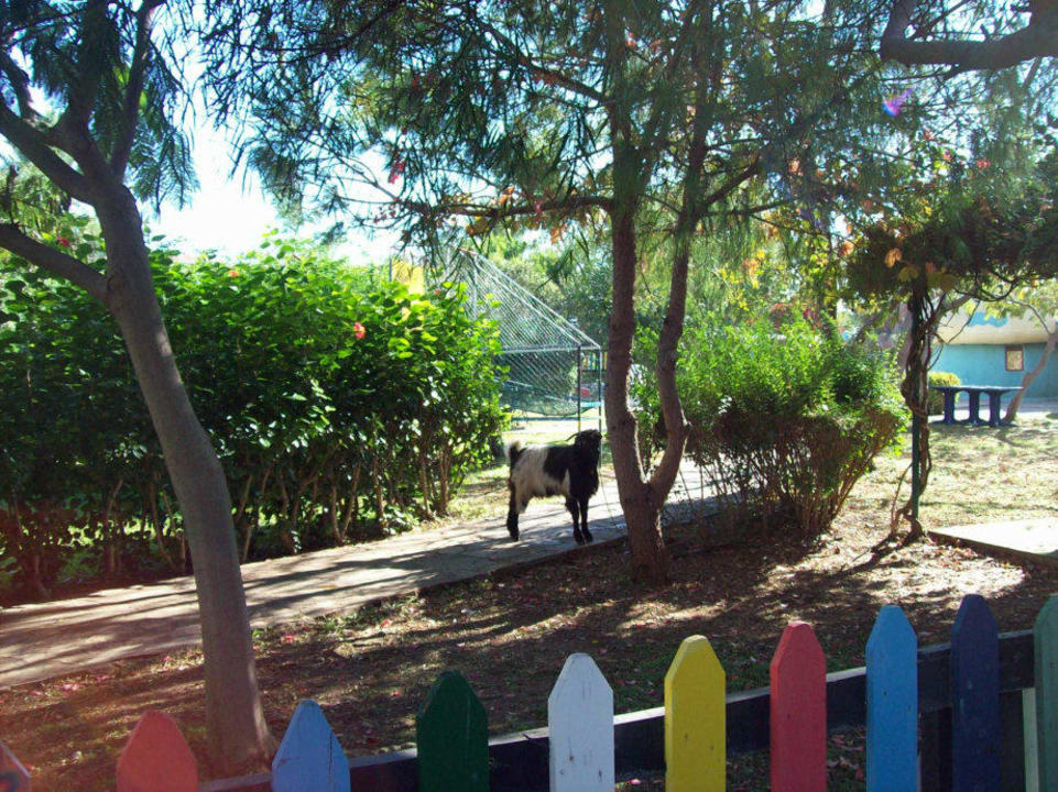 "köddelnde" Ziegen im Miniclub Belconti Resort Hotel