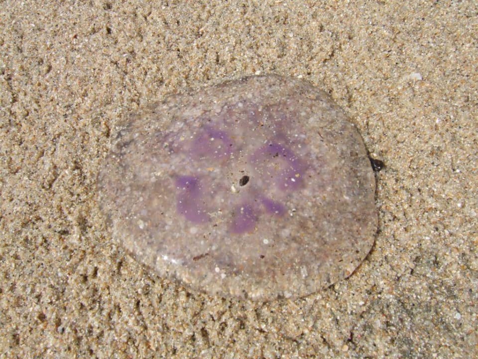 Ohrenqualle Lahami Bay Beach Resort