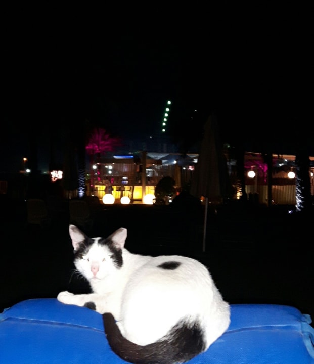 Sonstiges Sheraton Jumeirah Beach Resort