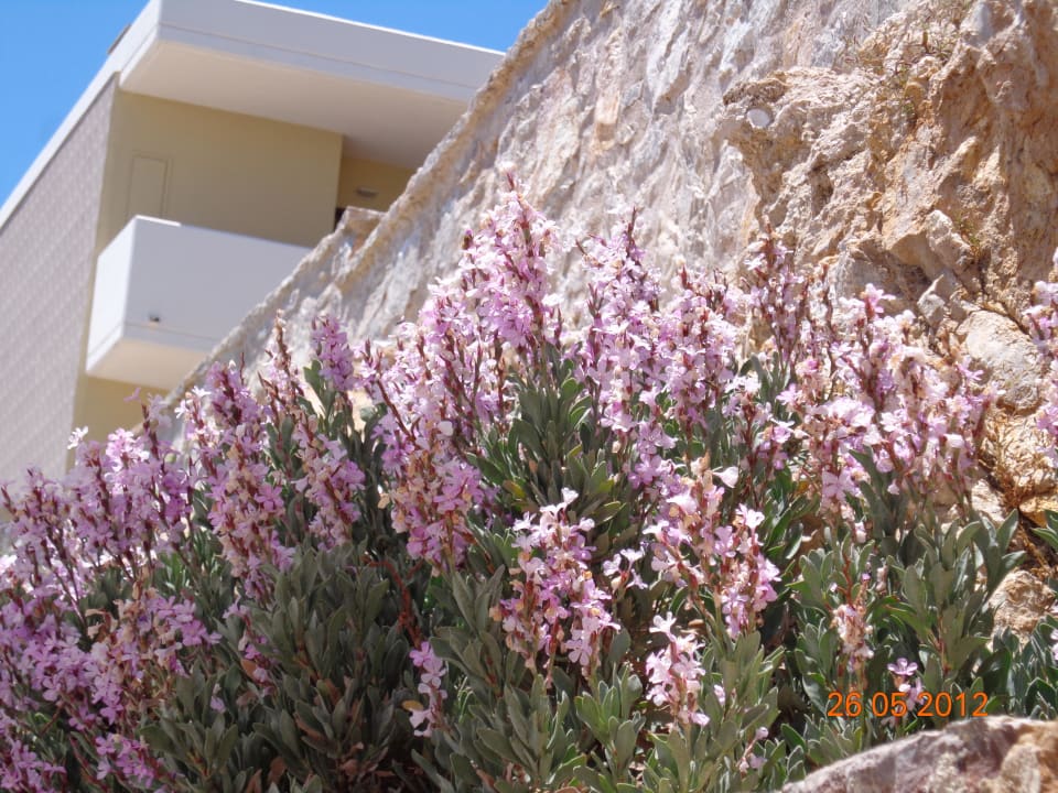 Liegeplätze beim Pool Hotel Kalithea Horizon Royal