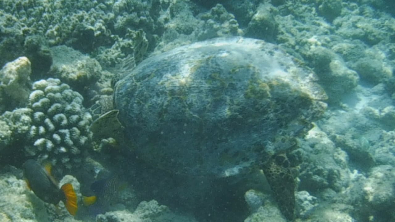 Strand Gangehi Island Resort