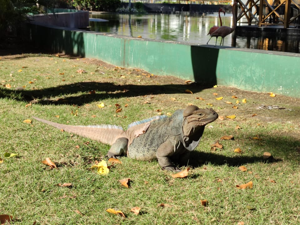 Sonstiges Grand Bávaro Princess