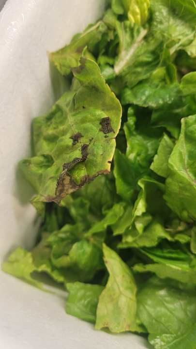 Gastro Viva Fortuna Beach by Wyndham - All Inclusive Resort