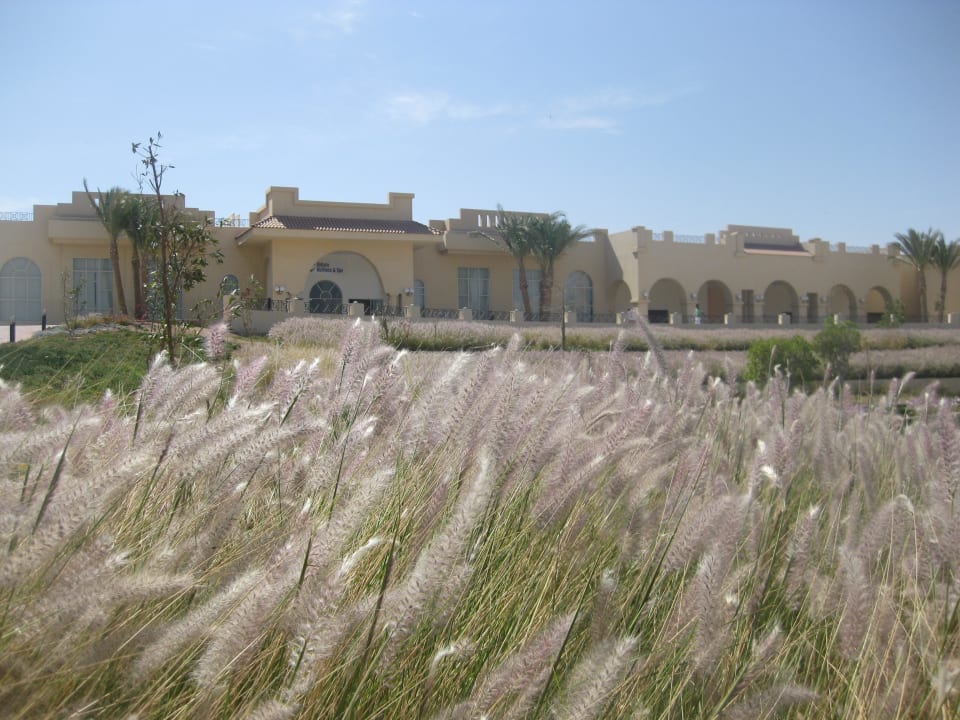 Blick durch Gräser zum Haupthaus Cleopatra Luxury Resort Makadi Bay