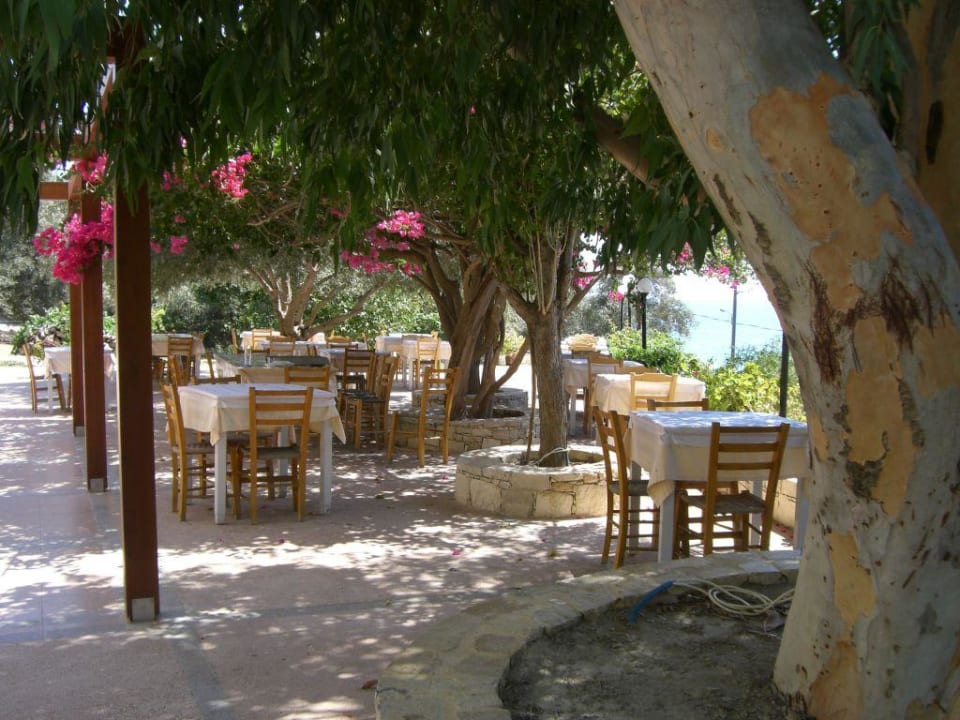 Hoteltaverne unter Olivenbäumen Hotel Polyrizos