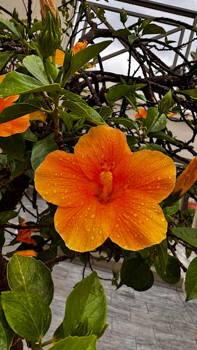 Gartenanlage HARPIN Georgioupolis Resort Aquapark & SPA