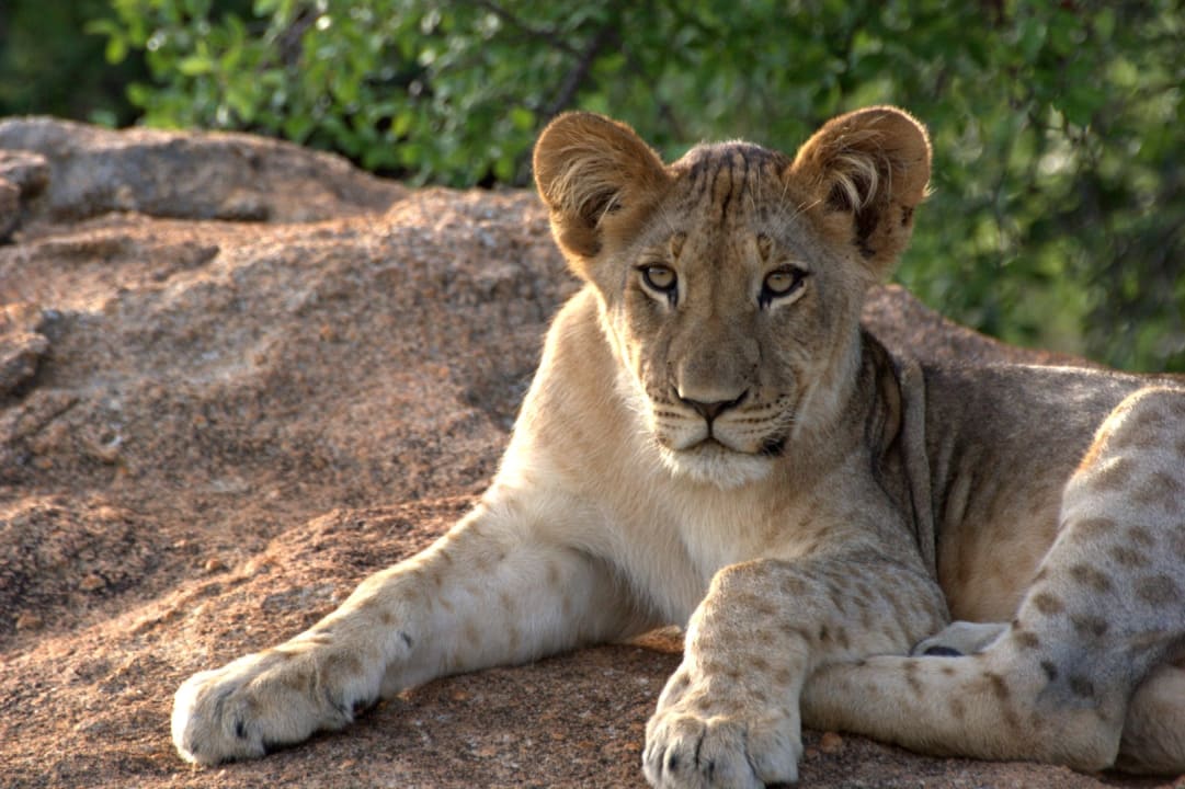 Sport & Freizeit Shiduli Private Game Lodge