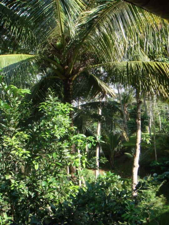 Garten COMO Shambhala Estate