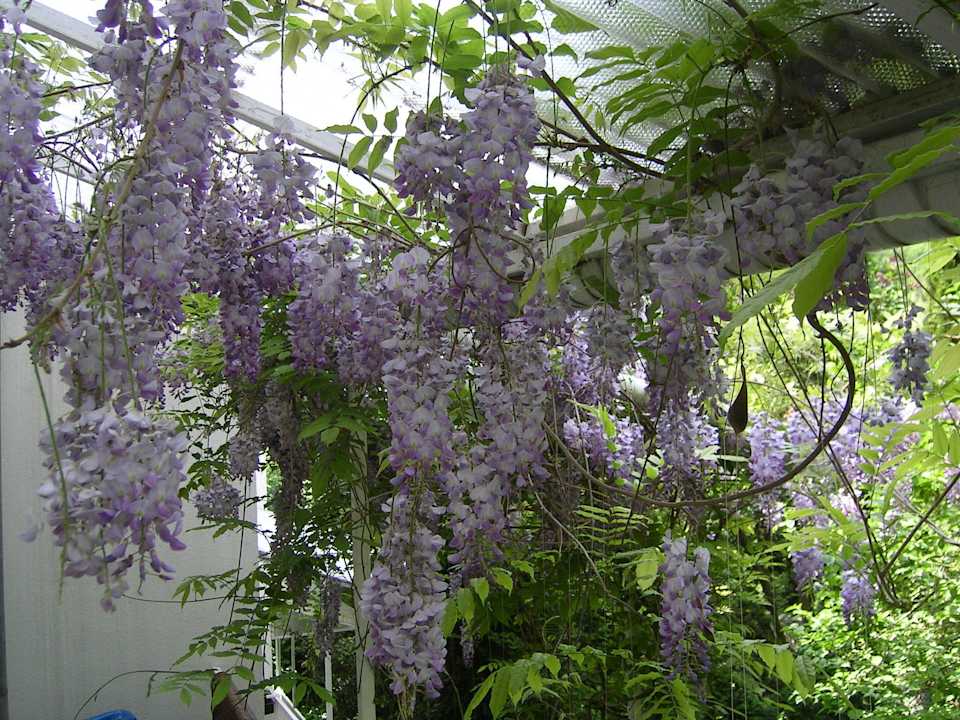 A lot of flowers on our grill patio  B&B Road to the Forest