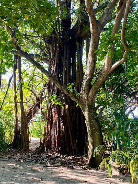 Gartenanlage Adaaran Select Meedhupparu Island Resort - Premium All Inclusive