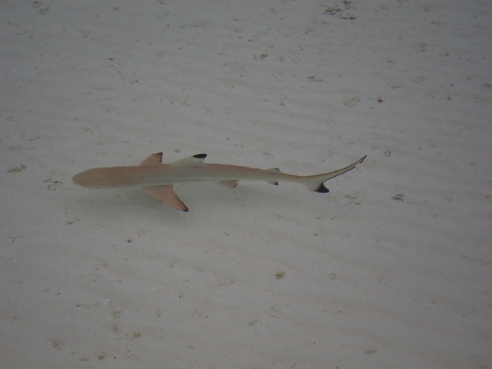 Babyhai am Strand Meeru Maldives Resort Island