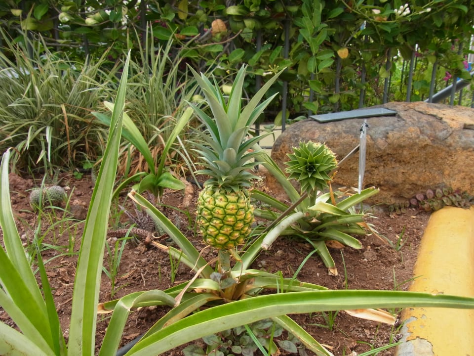 Gartenanlage Suite Hotel Eden Mar - PortoBay