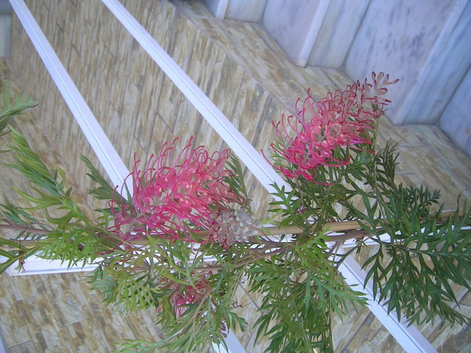 Rare plant Hotel Kathrin Beach