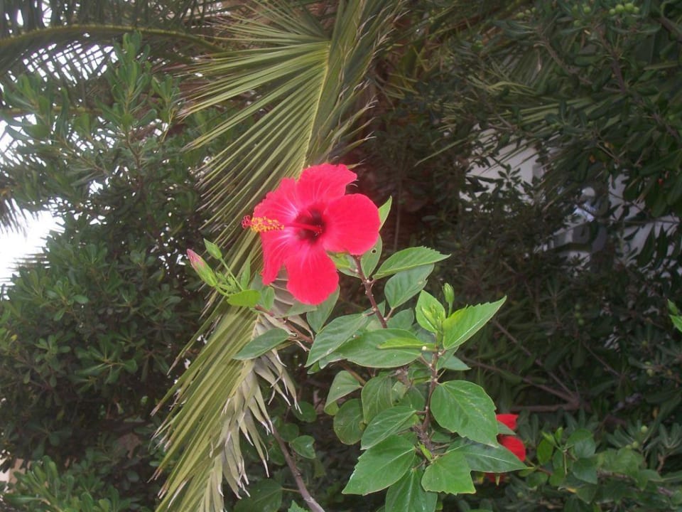 Blumen in der Hotelanlage Hotel & Spa Ferrer Janeiro