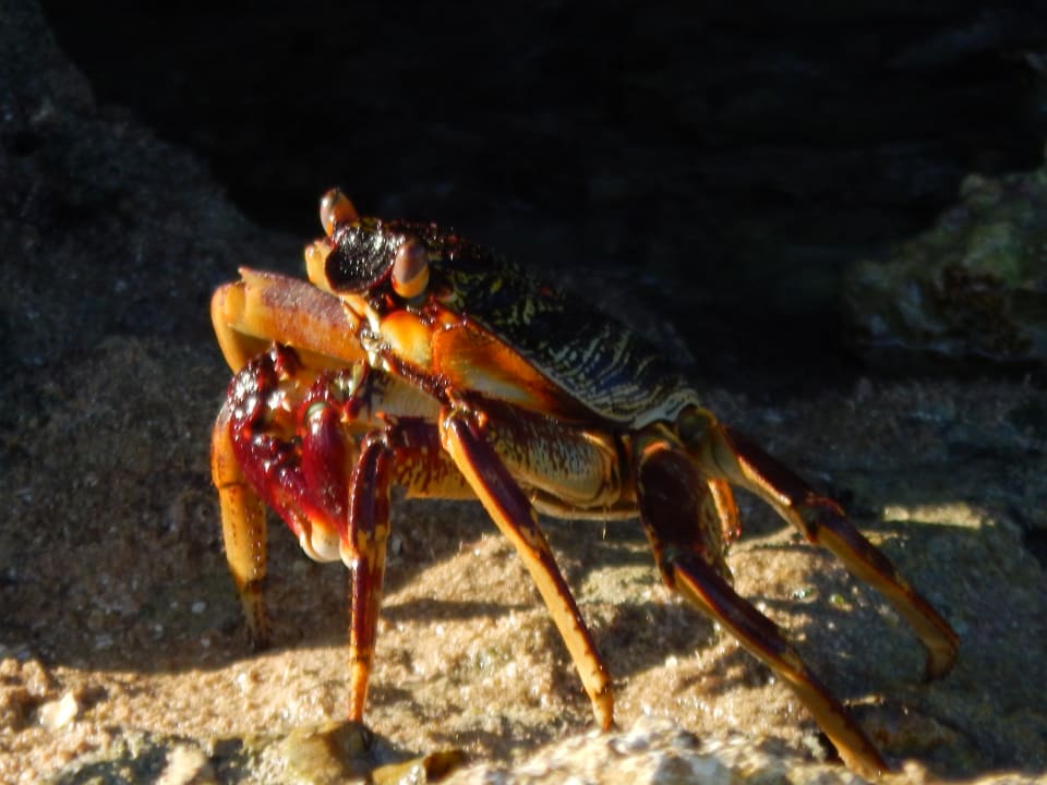 Strand Pickalbatros Citadel Resort