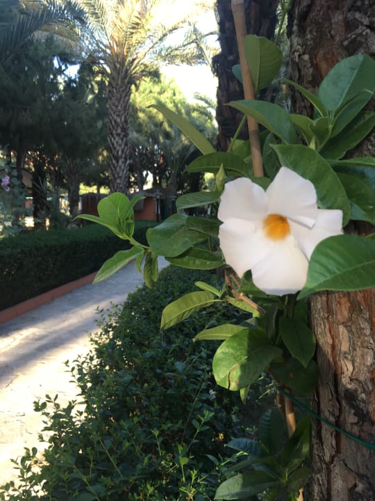 Gartenanlage Club Turtas Beach Hotel