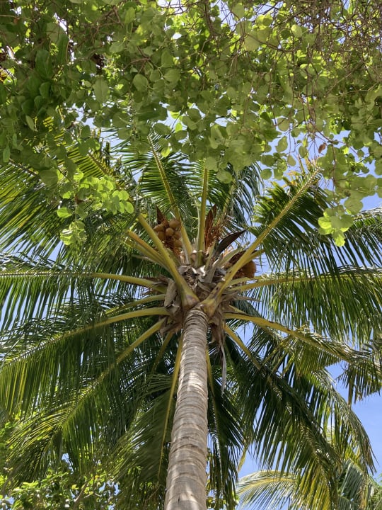 Gartenanlage Adaaran Select Meedhupparu Island Resort - Premium All Inclusive