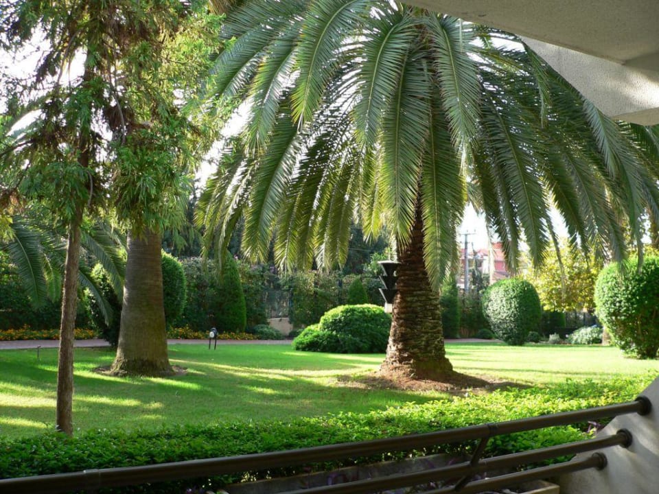 Palmen Side Star Elegance