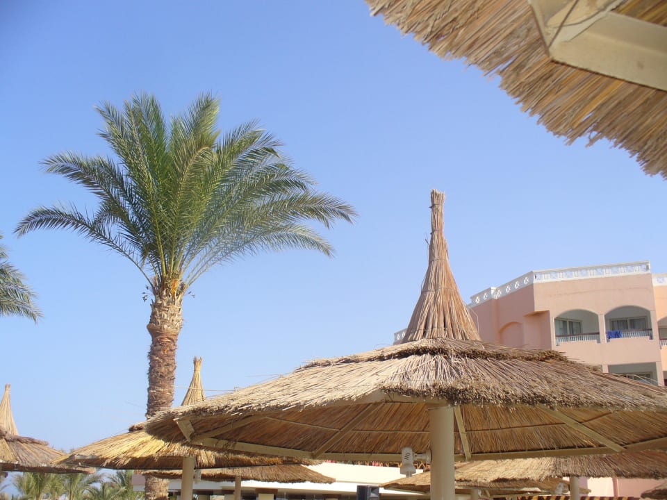Природа Beach Albatros Resort