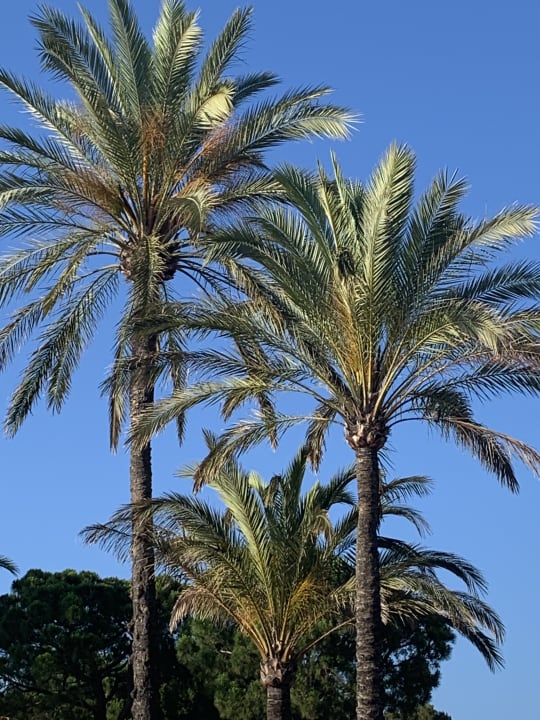 Ausblick Hipotels Hipocampo Palace & Spa