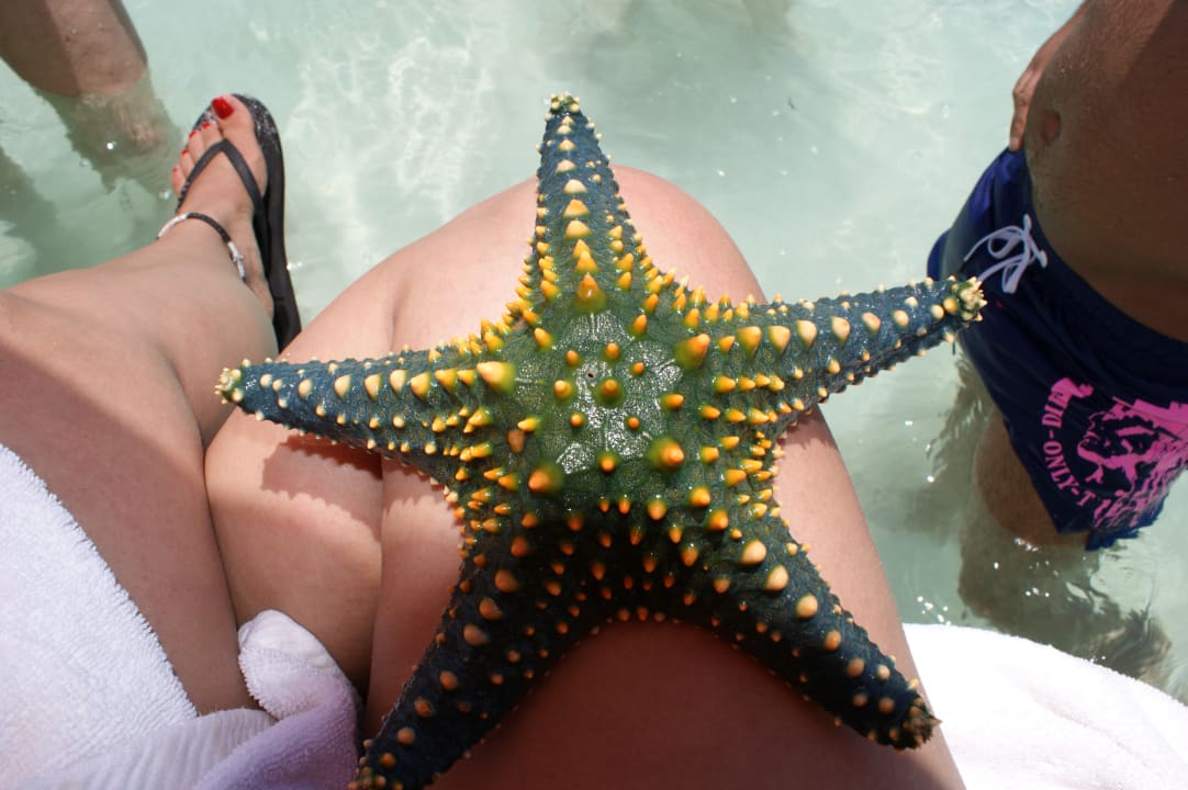 Wow Karafuu Beach Resort & Spa