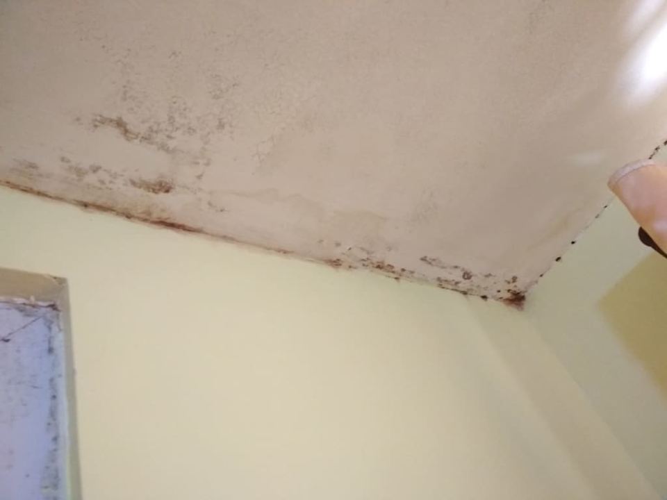 Grzyb na ścianie Guesthouse Bambooze Hauz