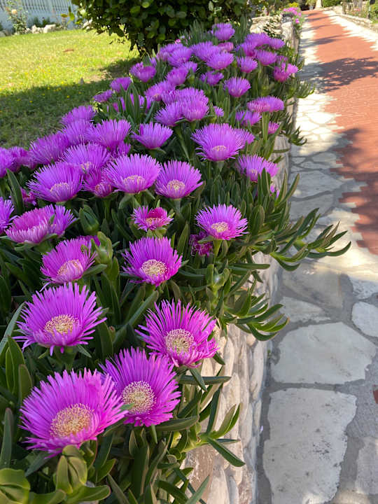 Gartenanlage Hotel Defne Garden
