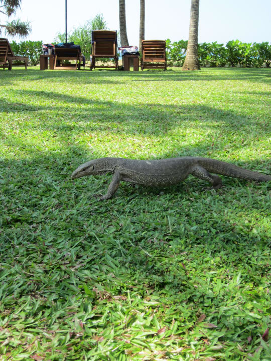 Leguan Thaala Bentota