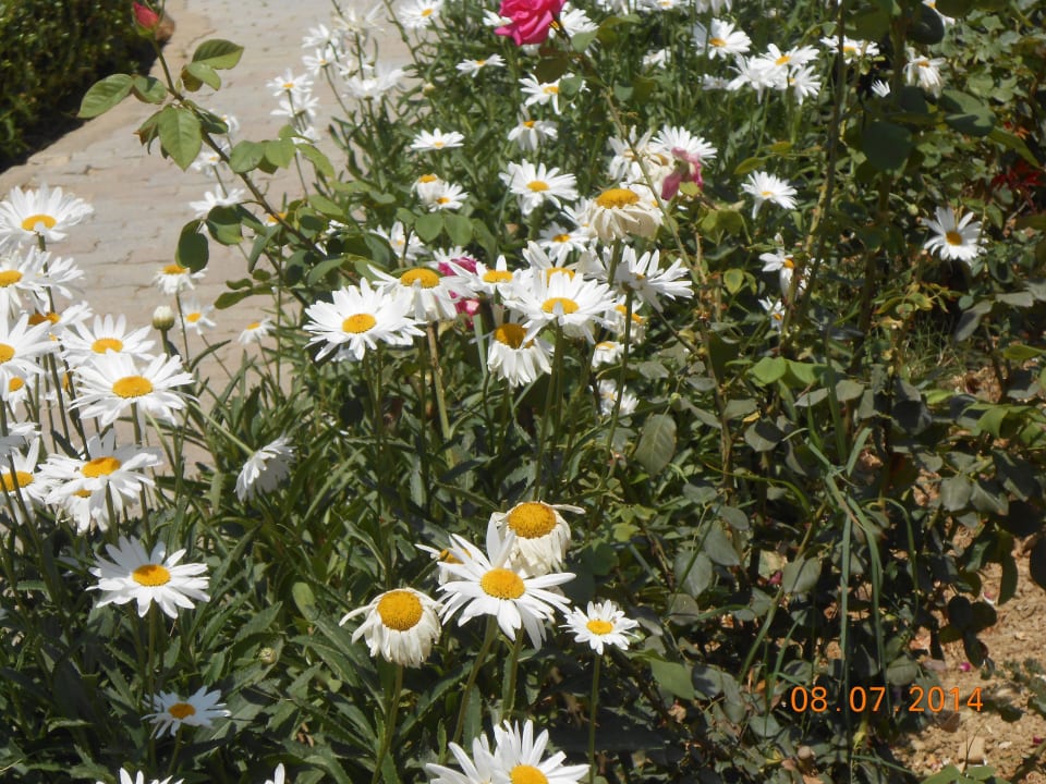 Schöne Margariten Delfina Tropic Beach