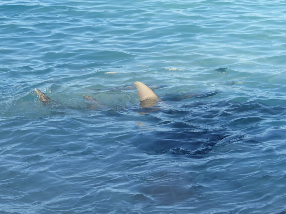 Der Gitarrenrochen kommt zur Fütterung NH Collection Maldives Reethi Resort
