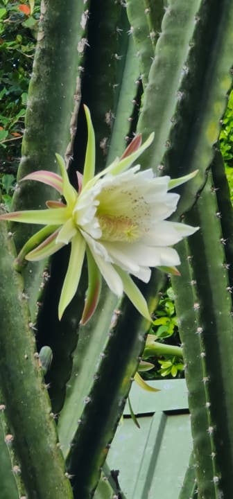 Gartenanlage Hotel Chateau St. Cloud